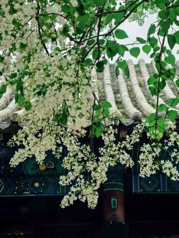 乾隆帝から贈られた樹齢260年のライラックが開花すると、界台寺は