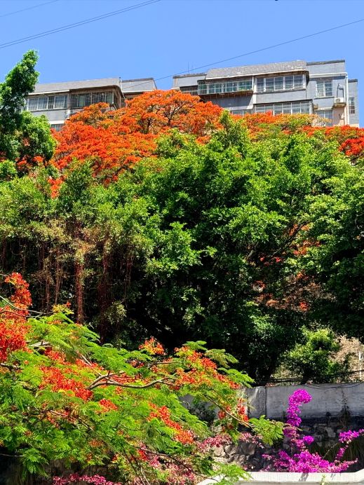 Panzhihua: A Small May Town Ignited by Flame Trees, a Summer