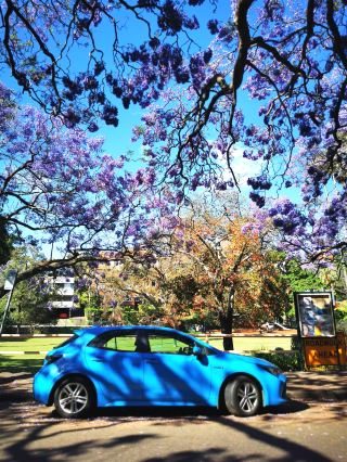 Sydney Jacaranda Citywalk Part 2