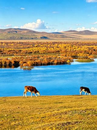 Life advice: Visit Hulunbuir in September for an autumn fairytale