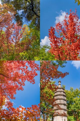 昆明黑龍潭公園｜秋日楓葉上線打翻大自然的調色盤
