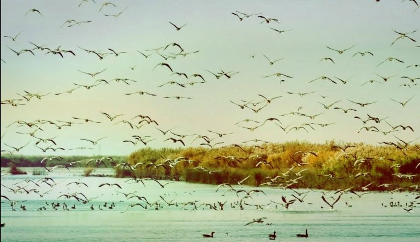 A hidden gem in Hetao! Visit the Yellow River in autumn and winter to unlock a feast of local life in the frontier