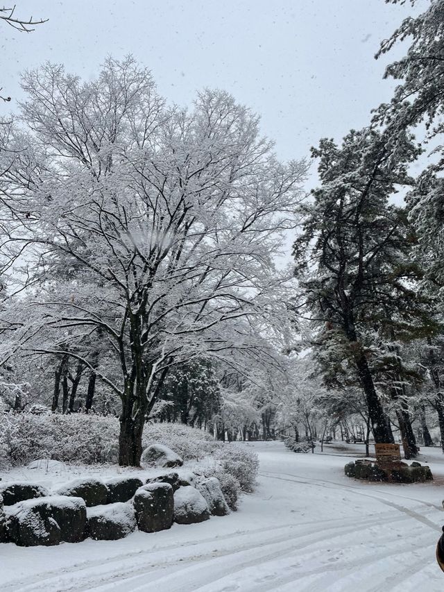 WINTER BIRTHDAY IN NAMI ISLAND