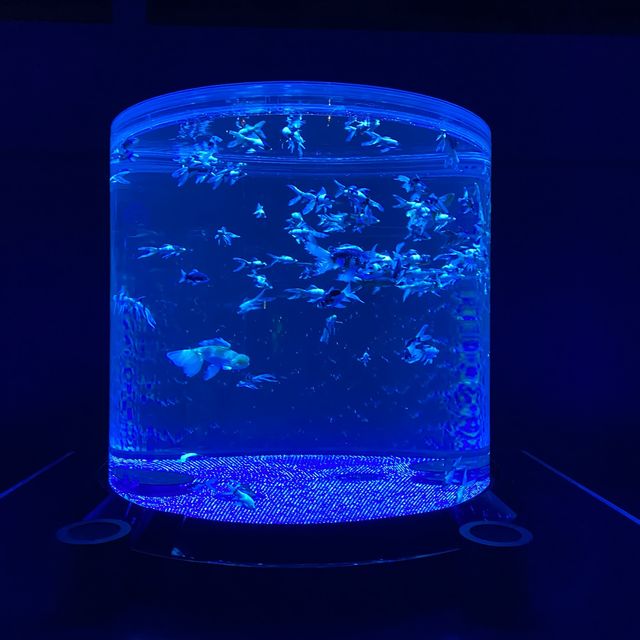 【銀座】アートアクアリウム