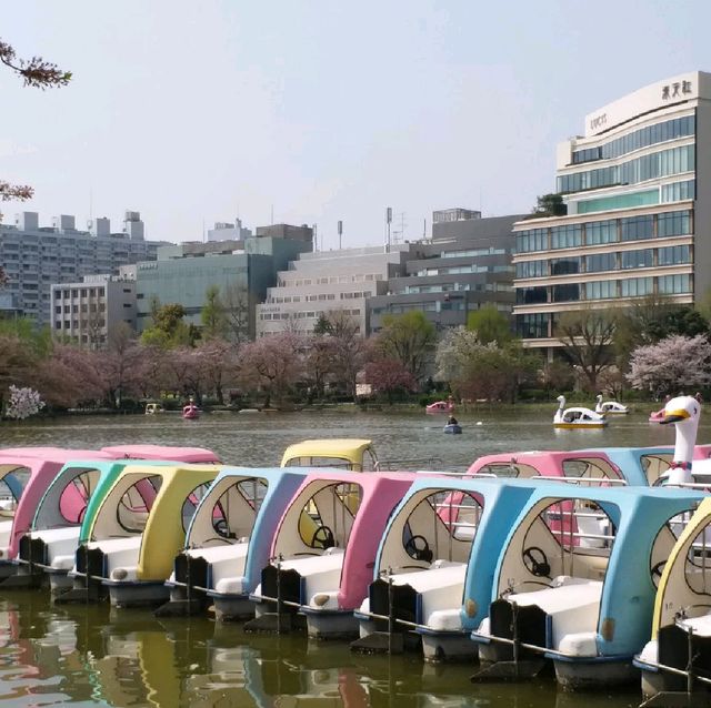 賞櫻名所 上野恩賜公園part2