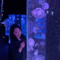 與萬千水母 共聚夢幻晚餐
