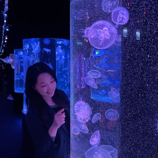 與萬千水母 共聚夢幻晚餐