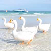 น้อนนห่าน ซุปตาร์หาดเทียน เกาะล้าน
