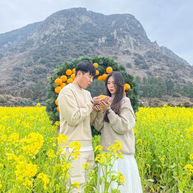 산방산과 유채 