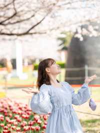 지금 가면 꽃비와 튤립을 만날 수 있는 ‘연지공원’