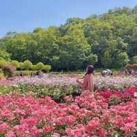 울산대공원 장미축제 2023