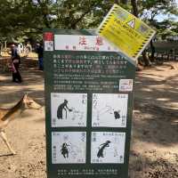 名勝「奈良公園」観光客で賑わい鹿は元気でした