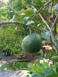 Hidden Oasis in Bangkok - Poomjai Garden