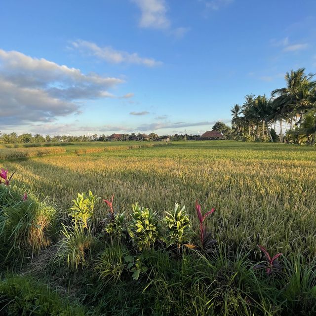 浪漫夕陽稻田晚餐 Warung lumbung padi 