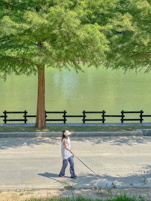 내가 여름의 담양을 좋아하는 이유🍃💚