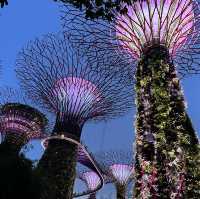 新加坡濱海灣花園壯觀Super Tree