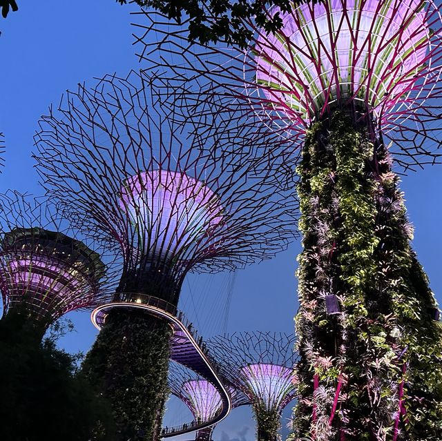 新加坡濱海灣花園壯觀Super Tree