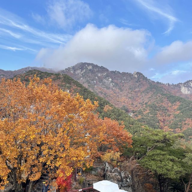 대구의 자랑 단풍 맛집 팔공산🚠