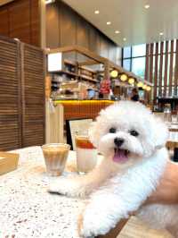 香港銅鑼灣復古風寵物友善咖啡店-Couch Club