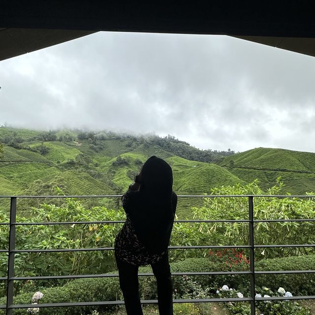 Cold Serene Cameron Highlands