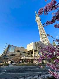 【東京都/スカイツリー】河津桜とのコラボ