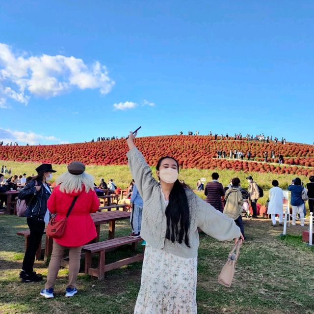 Kochia season and Apple picking 