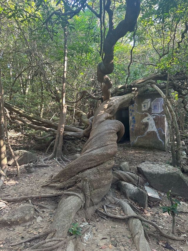 馬鞍山茅坪北港古道 - 港版嵐山