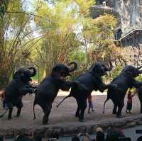 泰國最大野生動物園Safari world