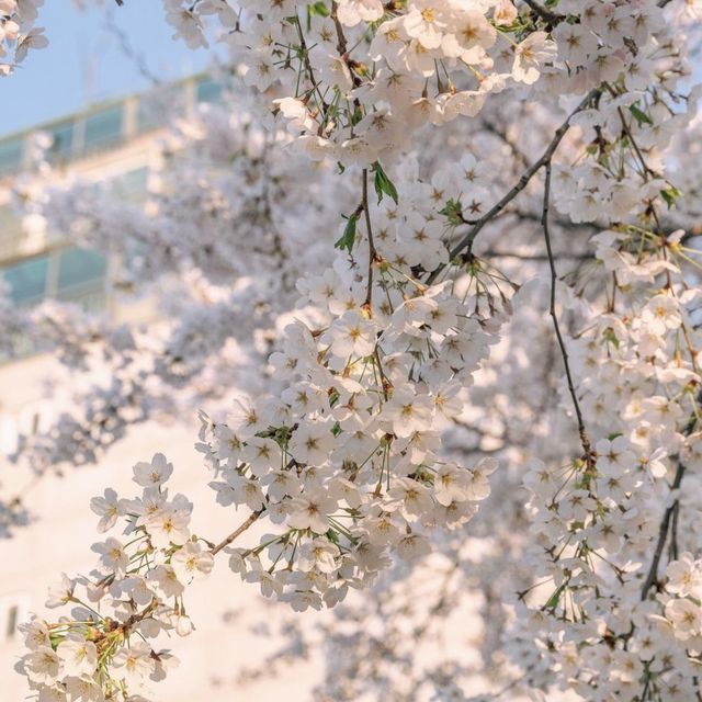 홍대에서 가까운 벚꽃 명소 망리단길 