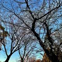 【東京】夕暮れ時の隅田公園の桜