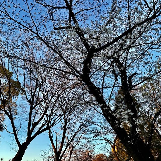 【東京】夕暮れ時の隅田公園の桜