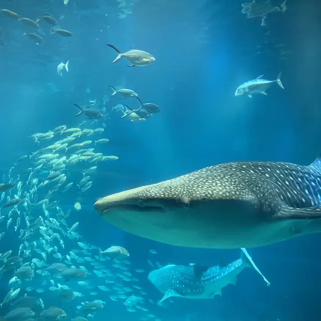 【大阪市・港区】世界最大級の水槽！ジンベイサメが見られる👀✨
