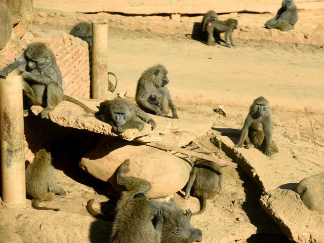 【新竹】六福村動物園 🐅 捕捉動物生活瞬間