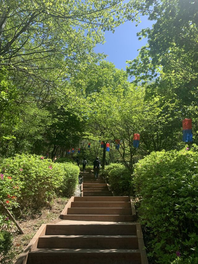 서울 서대문 4월이면 튤립 동산으로 변하는 쉼터🌷 [서대문_연희숲속쉼터]