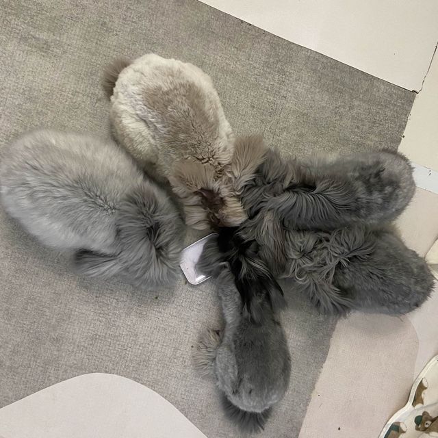 香港🇭🇰首間兔兔Cafe🐰