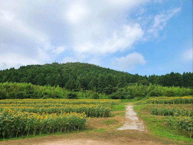 【山口】30万本のひまわりが圧巻！
