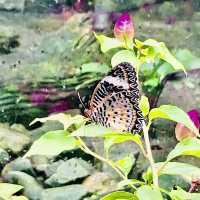 Entopia - Penang Island, Malaysia