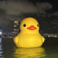 Yellow Ducks are back to Hong Kong 🐤🐤