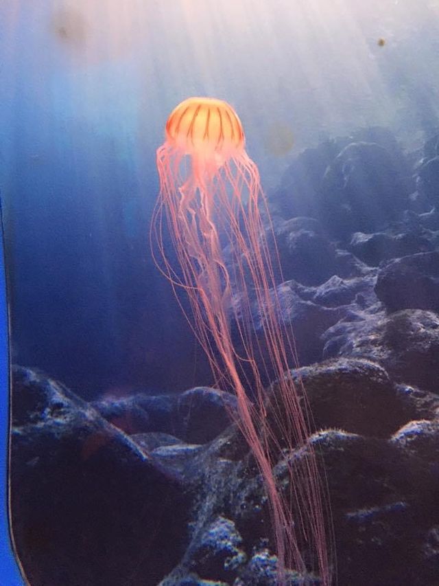 親子遊推薦😚一山韓華水族館❤️小朋友最愛景點