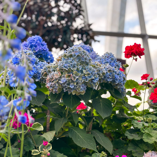 Enchanting Flower Dome at Gardens by the Bay