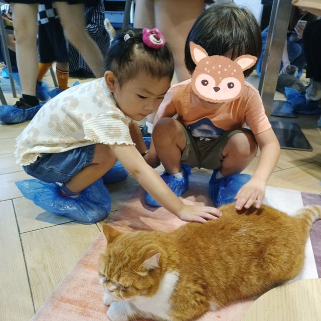 貓奴必去cafe