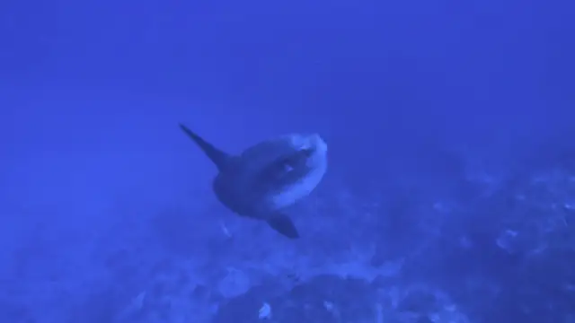 Mola-mola sighting at Crystal Bay