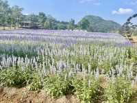 Secret Khao Yai  Flower garden