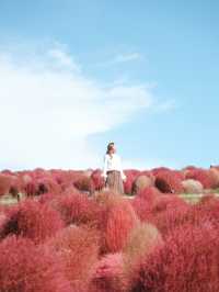 日本茨城國營常陸海濱公園：紅色波波草盛放，絕佳時機！