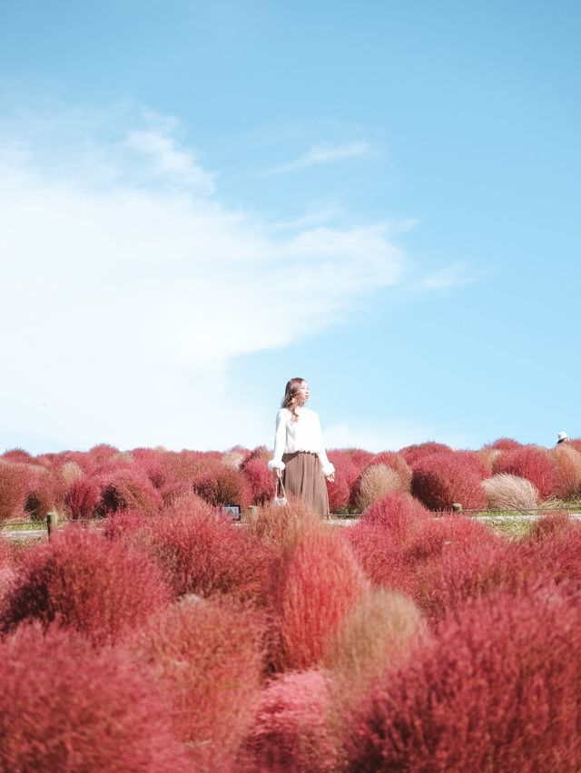 日本茨城國營常陸海濱公園：紅色波波草盛放，絕佳時機！