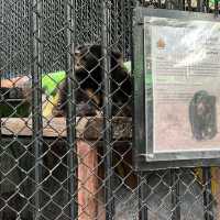 Sriayuthaya Lion Park - ศรีอยุธยา ไลอ้อน ปาร์ค 