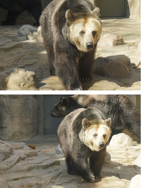 阪急電車の駅からすぐ！王子動物園