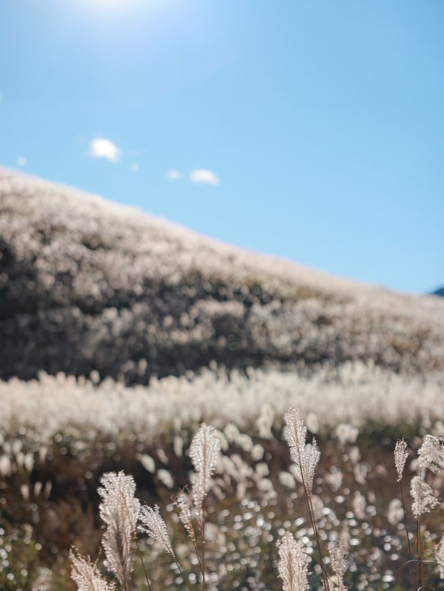 【箱根】冬の仙石原ススキ草原美しさに魅了される