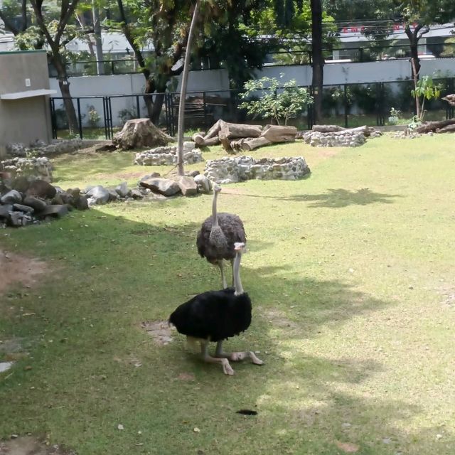 Manila Zoo