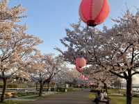 It’s Almost Sakura Season in Japan 🌸